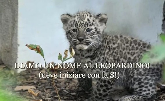 Детеныша леопарда назвали в честь Марко Симончелли